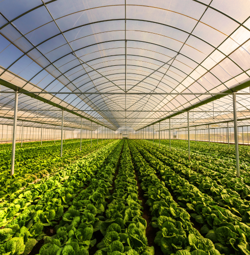 image_/assets/img/about/Agriculture.png
